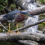 Green Heron
