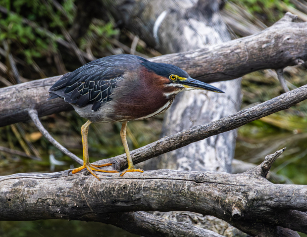 Wildflower hike at Fontenelle Forest @ Fontenelle Forest