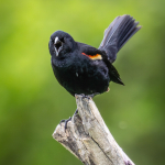 Red Winged Blackbird