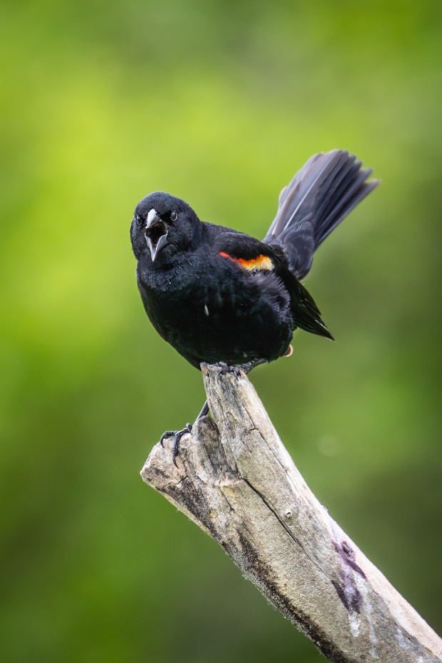 Wildflower hike at Fontenelle Forest @ Fontenelle Forest