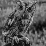 Spike the Screech Owl