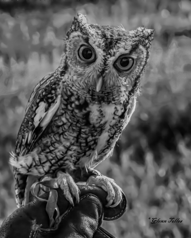 Wildflower hike at Fontenelle Forest @ Fontenelle Forest