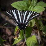 Zebra Swallowtail