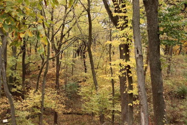 Wildflower hike at Fontenelle Forest @ Fontenelle Forest