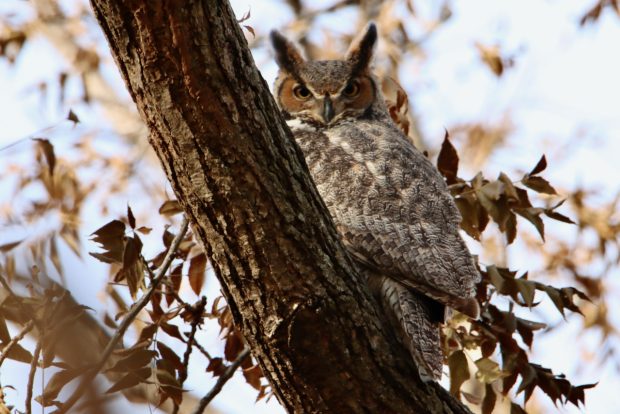 Wildflower hike at Fontenelle Forest @ Fontenelle Forest