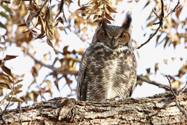 Wildflower hike at Fontenelle Forest @ Fontenelle Forest