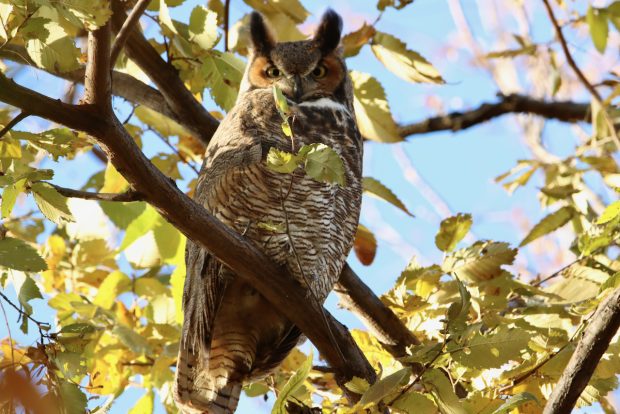 Wildflower hike at Fontenelle Forest @ Fontenelle Forest