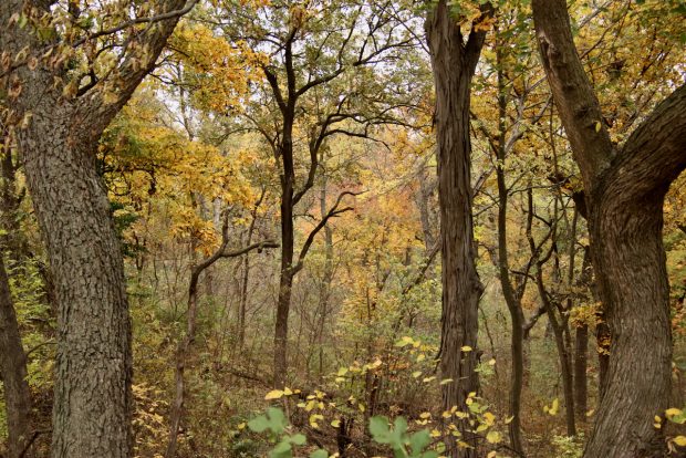 Wildflower hike at Fontenelle Forest @ Fontenelle Forest