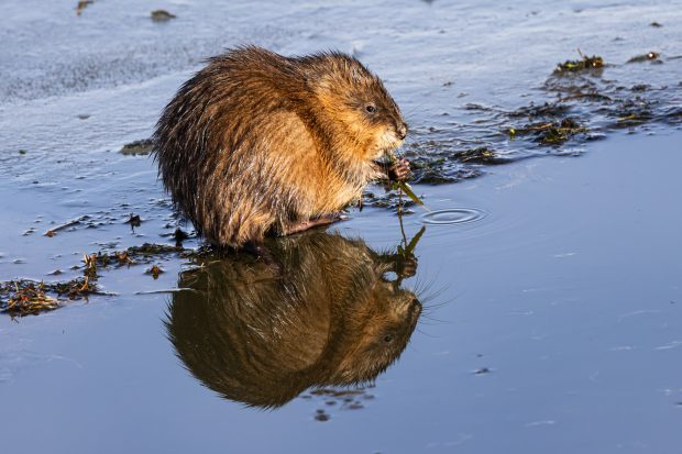 Wildflower hike at Fontenelle Forest @ Fontenelle Forest