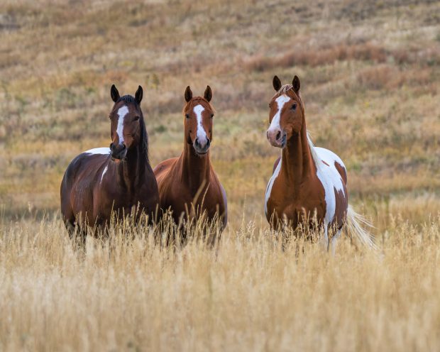 Wildflower hike at Fontenelle Forest @ Fontenelle Forest