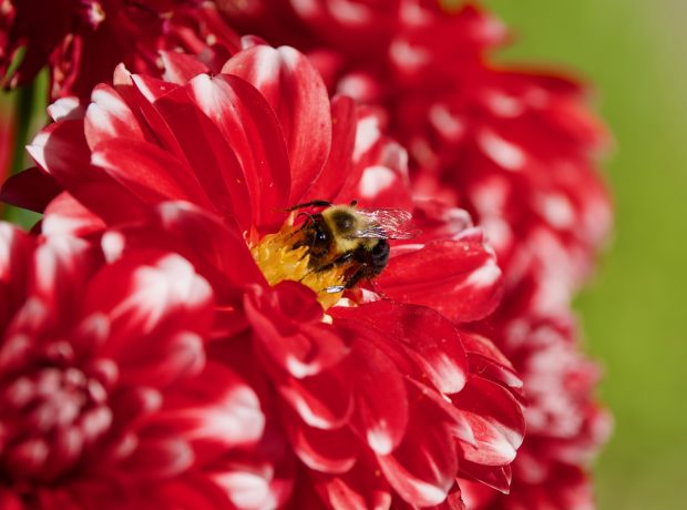 Wildflower hike at Fontenelle Forest @ Fontenelle Forest