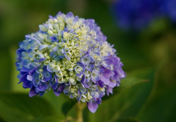 Wildflower hike at Fontenelle Forest @ Fontenelle Forest