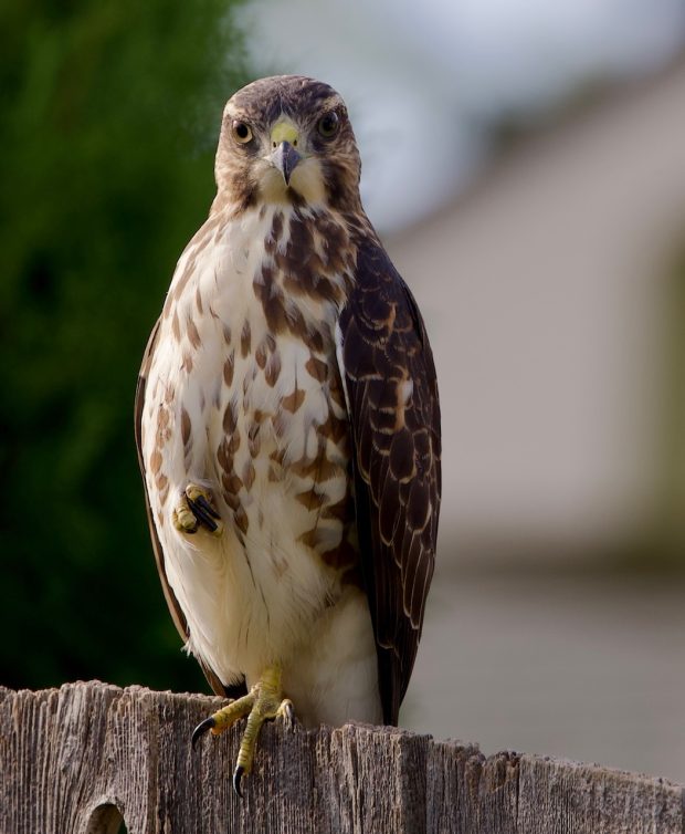 Wildflower hike at Fontenelle Forest @ Fontenelle Forest