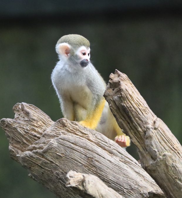 Wildflower hike at Fontenelle Forest @ Fontenelle Forest