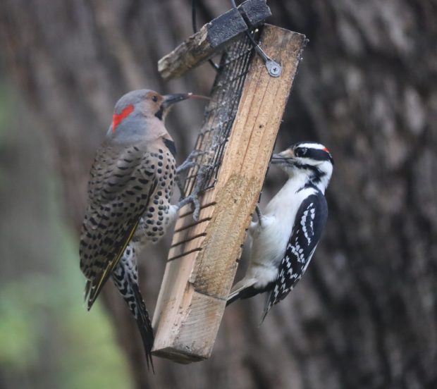 Wildflower hike at Fontenelle Forest @ Fontenelle Forest