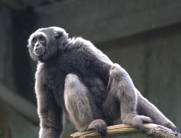 Wildflower hike at Fontenelle Forest @ Fontenelle Forest
