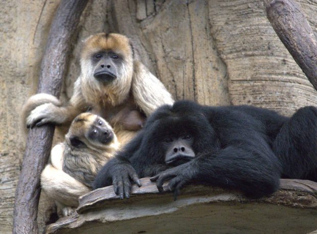 Wildflower hike at Fontenelle Forest @ Fontenelle Forest