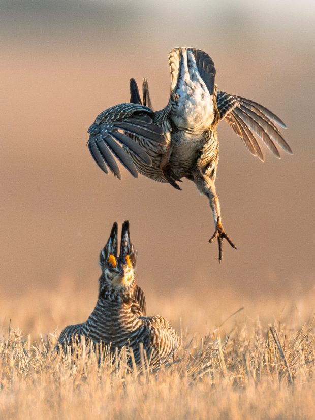 Wildflower hike at Fontenelle Forest @ Fontenelle Forest