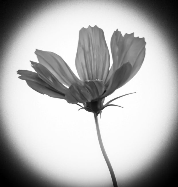 Wildflower hike at Fontenelle Forest @ Fontenelle Forest