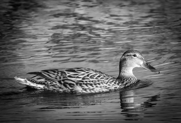 Wildflower hike at Fontenelle Forest @ Fontenelle Forest