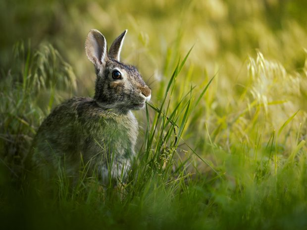 Wildflower hike at Fontenelle Forest @ Fontenelle Forest