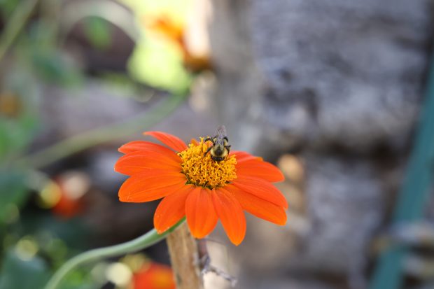 Wildflower hike at Fontenelle Forest @ Fontenelle Forest