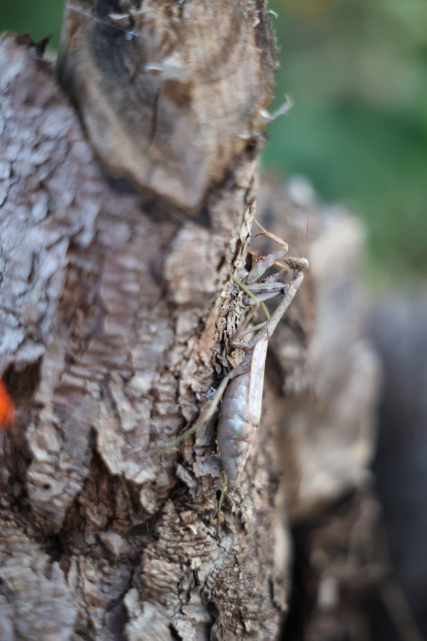 Wildflower hike at Fontenelle Forest @ Fontenelle Forest