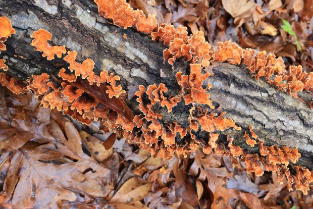 Wildflower hike at Fontenelle Forest @ Fontenelle Forest