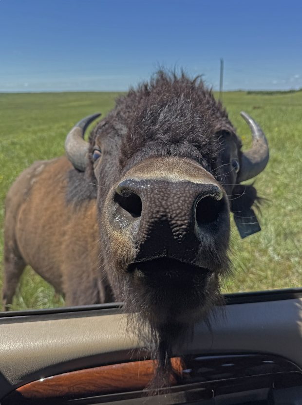 Wildflower hike at Fontenelle Forest @ Fontenelle Forest
