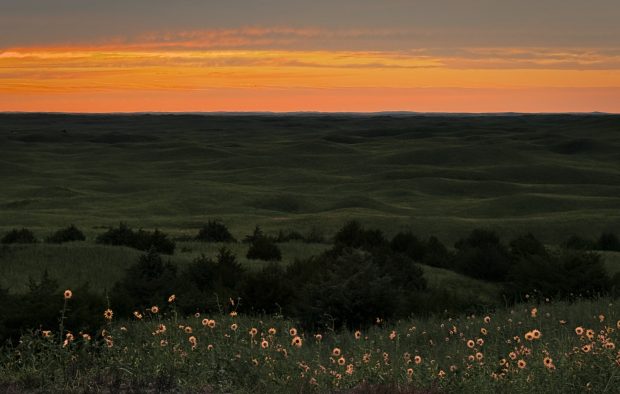 Wildflower hike at Fontenelle Forest @ Fontenelle Forest