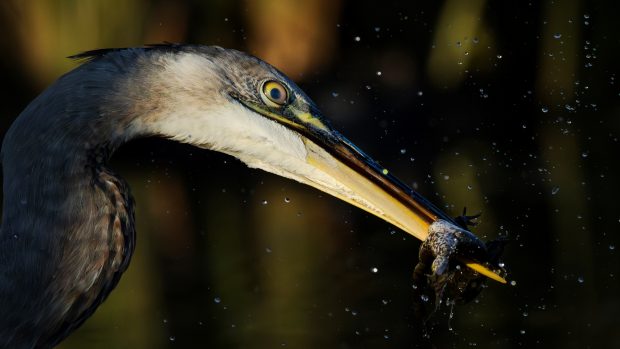 Wildflower hike at Fontenelle Forest @ Fontenelle Forest