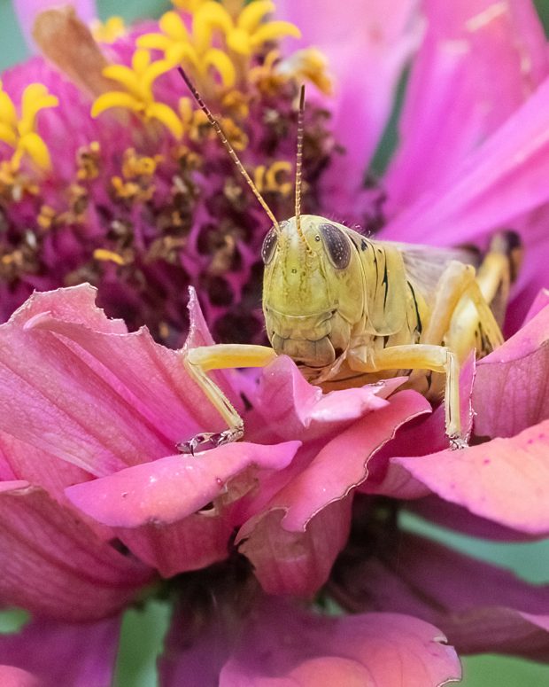 May 21st, 2026 Meeting – Early start 6:30pm @ Camp Brewster - Photograph the Raptors of Fontenelle Forest. @ Camp Brewster