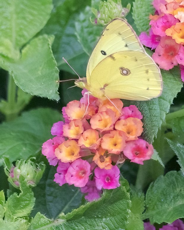 May 21st, 2026 Meeting – Early start 6:30pm @ Camp Brewster - Photograph the Raptors of Fontenelle Forest. @ Camp Brewster