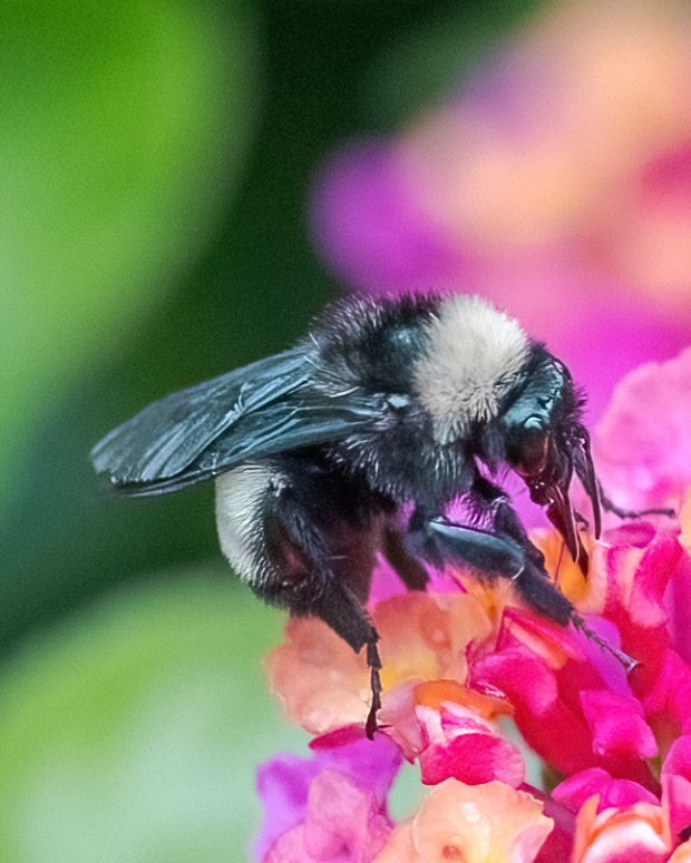 May 21st, 2026 Meeting – Early start 6:30pm @ Camp Brewster - Photograph the Raptors of Fontenelle Forest. @ Camp Brewster