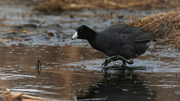 Wildflower hike at Fontenelle Forest @ Fontenelle Forest