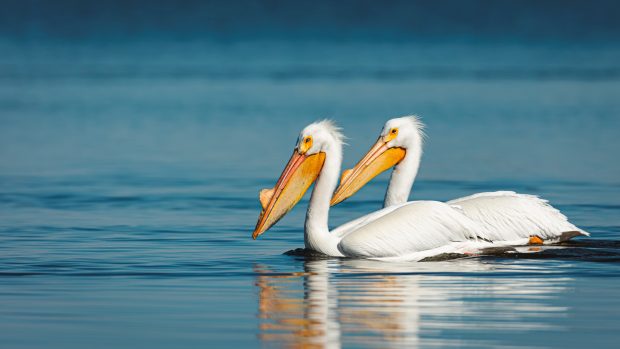 Wildflower hike at Fontenelle Forest @ Fontenelle Forest