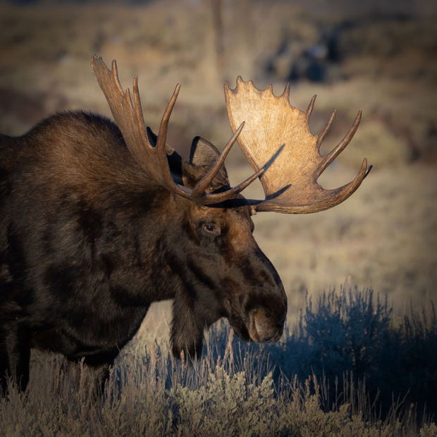 BullMooseSunsetGoldenAntler