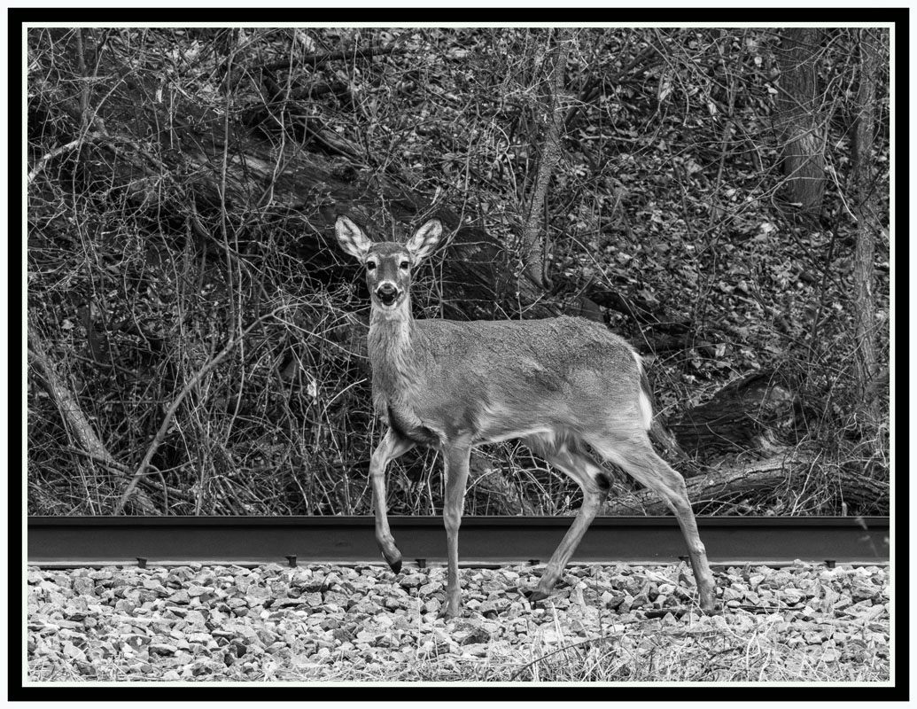 Is It Safe To Cross F.Forest